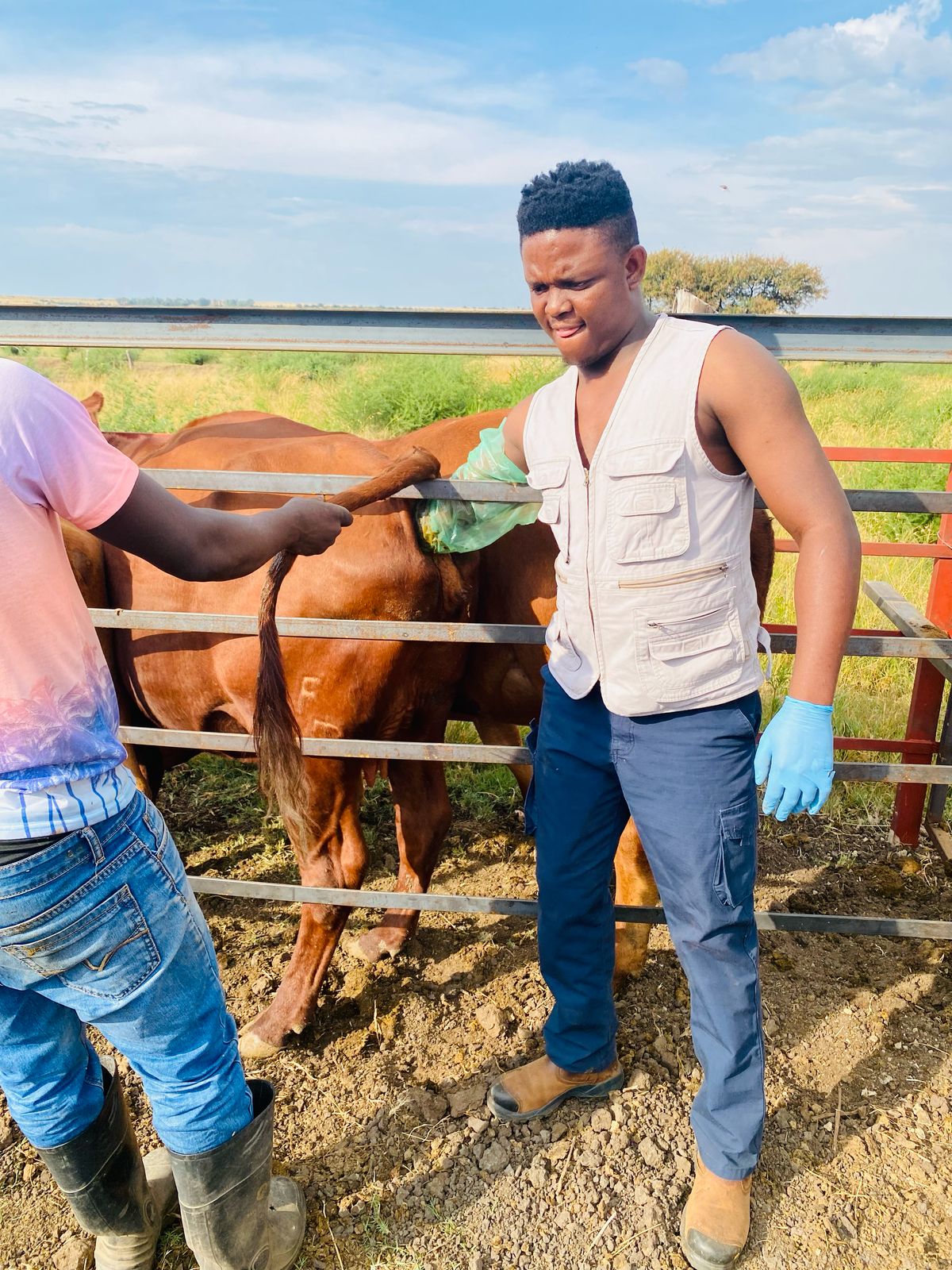 Pregnancy diagnosis cattle