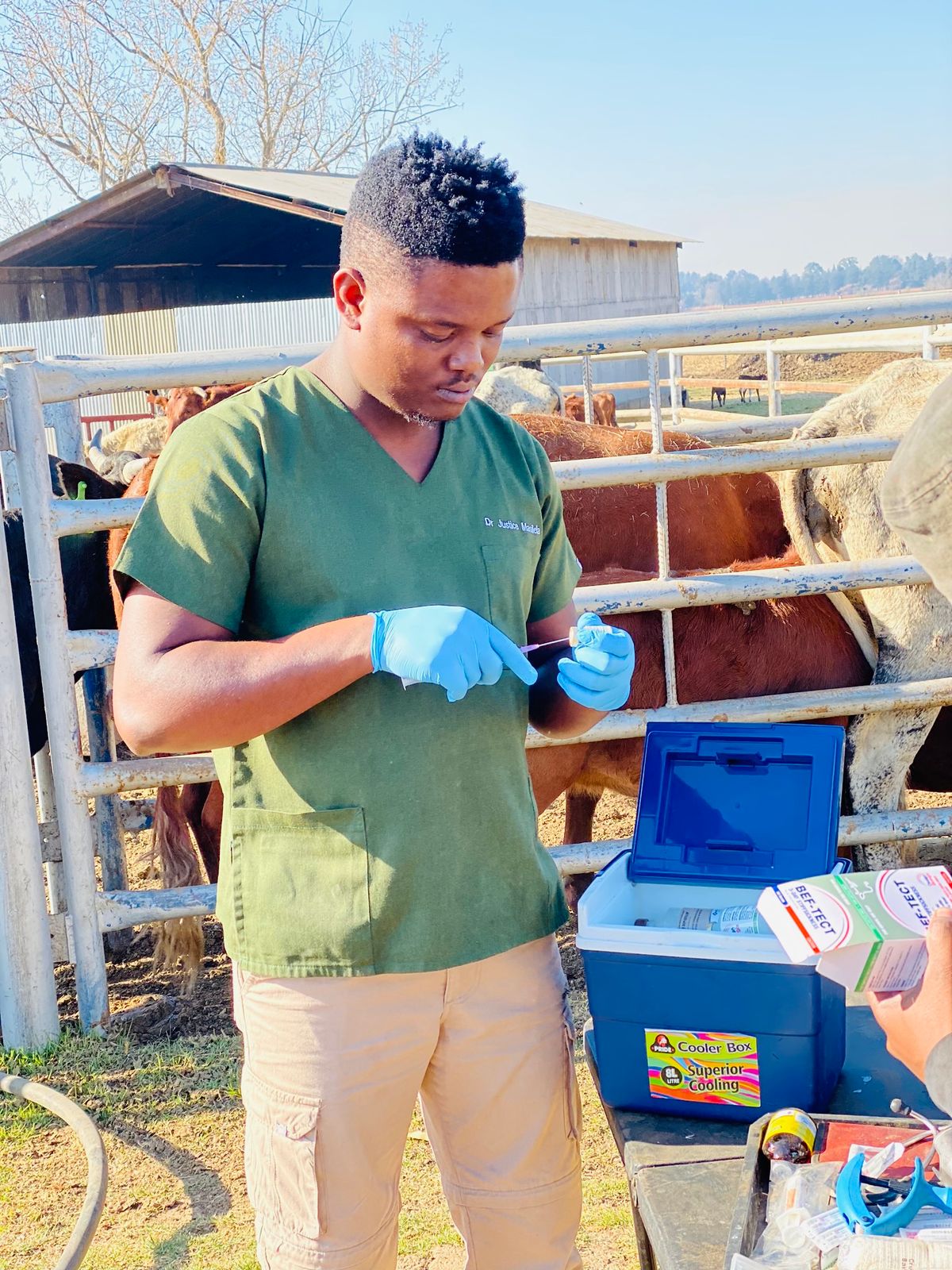 vaccinations cattle